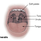 Image for article titled 10 Vestigial Traits You Didn't Know You Had